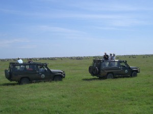 safari gallery 1