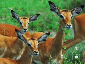 safari gallery 11