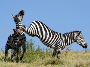 safari gallery 12
