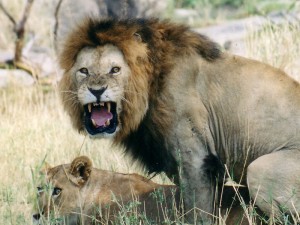 safari gallery 13