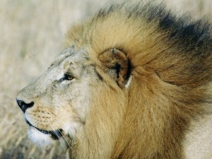 safari gallery 14