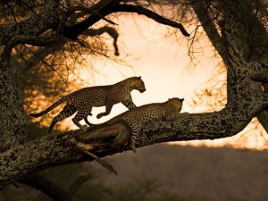 safari gallery 16