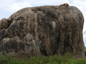 safari gallery 17