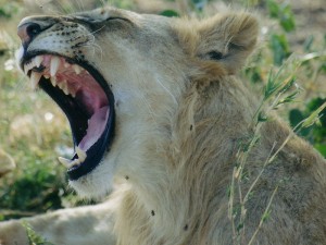 safari gallery 4