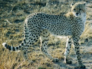 safari gallery 6