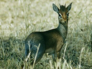 safari gallery 8