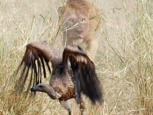 safari gallery 9